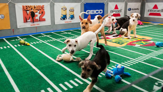puppy bowl cheerleaders nigerian goats